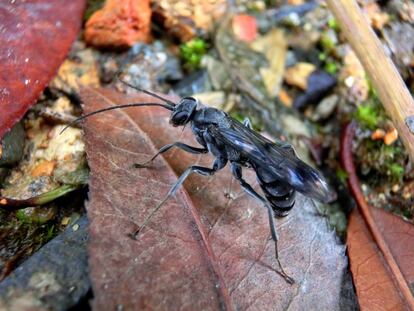 A vespa 'Deuteragenia ossarium' é surpreendente. Constrói seus ninhos em buracos de caules com vários compartimentos. O inseto mata várias aranhas e coloca uma em cada ‘quarto’, para alimentar sua prole. Mas na porta do ninho ela coloca até 13 formigas mortas, criando uma barreira química de defesa. Os cadáveres das formigas secretam produtos voláteis que confundem os inimigos que se alimentam das larvas das vespas. A espécie foi descoberta na Reserva Natural de Gutianshan, no leste da China.