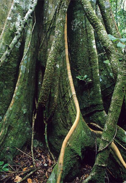 El pas tiene una riqueza extraordinaria de biodiversidad, gracias sobre todo a sus ecosistemas selvticos.