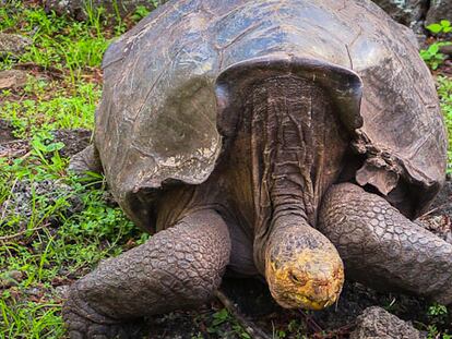 Diego, el centenario sexualmente más activo de las Galápagos