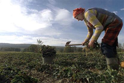 Una granjera cosecha fresas en Celiny (sur de Polonia), en una imagen de archivo.