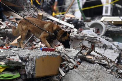 Uno de los perros de rescate que participan en la búsqueda de sobrevivientes en México trabaja en una zona afectada por el sismo, el 21 de septiembre de 2017. 