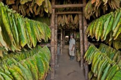 Yosvani Concepción, responsable de la finca Los Leones, en el área de Pinar del Río, muestra la casa de tabaco donde se curan las hojas.