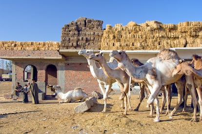 El mercado de camellos de Birqash.