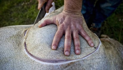 Es la consumación-comunión, comerse pronto las ofrendas del animal sacrificado.