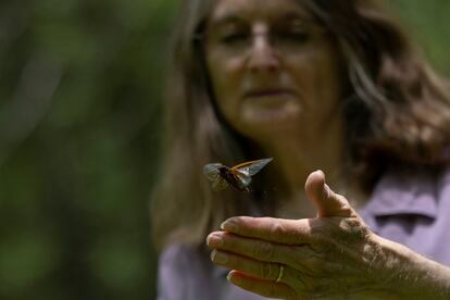 Este fenómeno natural se produce cuando las ninfas -los insectos en estado juvenil-, salen a la superficie para aparearse, ovar y morir. En la imagen, la bióloga de la Universidad de Connecticut Chris Simon, durante un viaje de campo para estudiar a esos insectos en Blairsville, Georgia, el 22 de mayo.