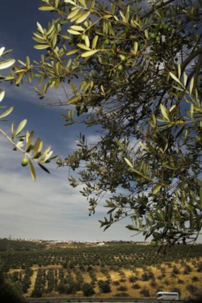 Vista de un olivar en Sanlúcar la Mayor, en la provincia de Sevilla.