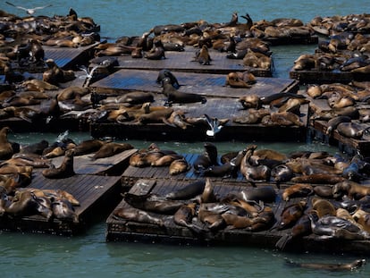 Leones marinos en el Muelle 39 de San Francisco el 2 de mayo 2024.