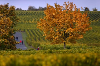 Varias personas pasean por la viña 'Sommeracher Katzenkopf', en Sommerach (Alemania).