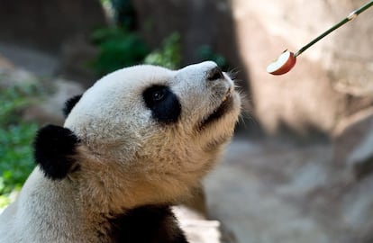 Fu-Wan, uno de los dos pandas gigantes prestados por el Gobierno chino, es alimentado en el Zoo de Kuala Lumpur (Malasia).