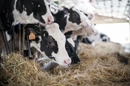 Las grandes explotaciones de leche han sido las que más han crecido en España.