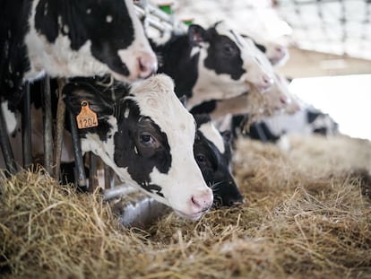 Las grandes explotaciones de leche han sido las que más han crecido en España.