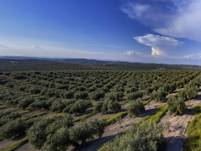 Imagen panorámica en un olivar de Jaén, este miércoles.