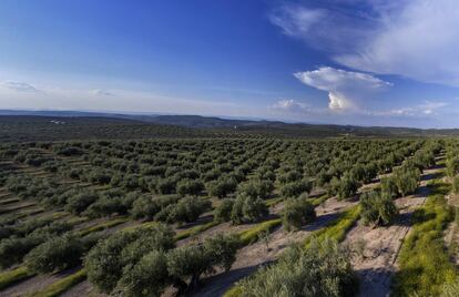 Imagen panorámica en un olivar de Jaén, este miércoles.