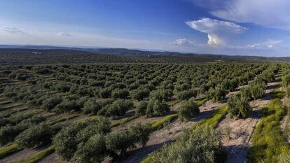 Imagen panorámica en un olivar de Jaén, este miércoles.