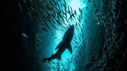 Casi un tercio de los tiburones están amenazados.