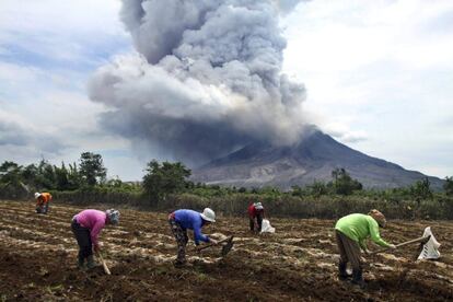 Campesinos labran la tierra mientras el monte Sinabung escupe una gran nube de humo y ceniza al fondo, en la población de Tiga Kicat, en Karo, Sumatra del Norte (Indonesia). El Sinabung entró en erupción por primera vez en agosto de 2010 tras permanecer inactivo durante 400 años.