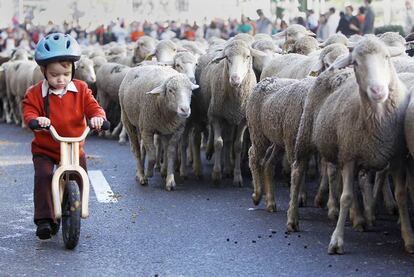 Un niño acompaña en una bicicleta a un rebaño de ovejas durante la fiesta de la trashumancia, en septiembre de 2022 en Madrid.