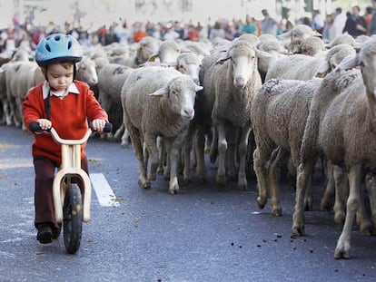 Un niño acompaña en una bicicleta a un rebaño de ovejas durante la fiesta de la trashumancia, en septiembre de 2022 en Madrid.