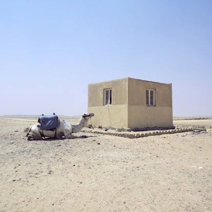 Él y ella, un camello junto a un baño en el desierto de Guiza (Egipto).