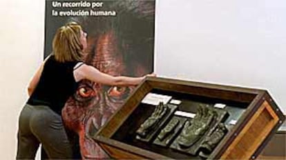 Montaje de la exposición <i>Antepasados perdidos. Un recorrido por la evolución humana.</i>