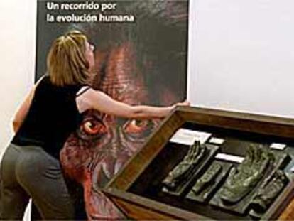 Montaje de la exposición <i>Antepasados perdidos. Un recorrido por la evolución humana.</i>