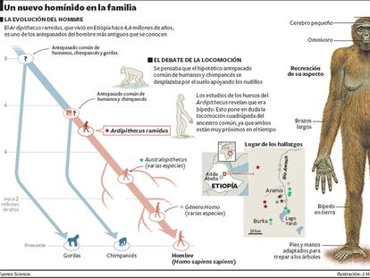 Un nuevo homínido en la familia