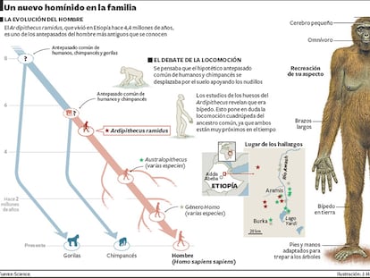 Un nuevo homínido en la familia