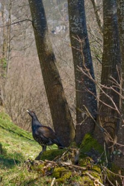 Urogallo cantábrico.