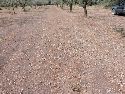 Almendras caídas por tierra tras el paso de la tormenta del domingo.