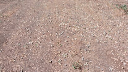 Almendras caídas en un campo de Valencia el pasado 13 de septiembre tras una tormenta.