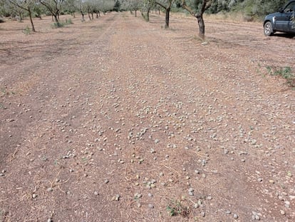 Almendras caídas en un campo de Valencia el pasado 13 de septiembre tras una tormenta.