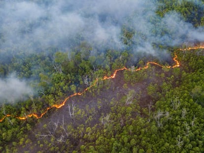 A fire in the Amazon, the largest rainforest in the world, which is suffering from an expansion of organized crime.