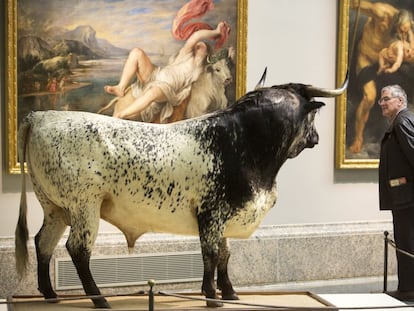 Un visitante contempla el 'Toro de Veragua', instalado en el Museo del Prado.