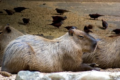Un grupo de chigüiros descansa en los Llanos Orientales.