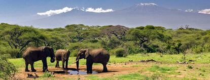Un grupo de elefantes en el parque natural en el que falleció el turista español hace una semana.