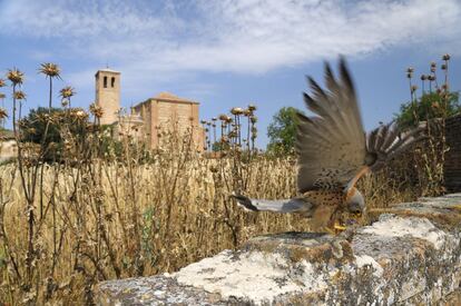 Cernícalo primilla ('Falco naumanni'). Retratar una especie en peligro de extinción con angular para mostrarla en su entorno requiere de una gran dosis de paciencia y observación.