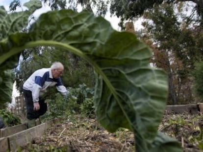 Un vecino de Madrid trabaja en un huerto urbano.