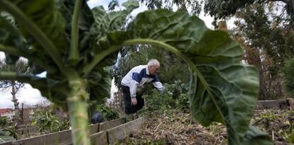 Un vecino de Madrid trabaja en un huerto urbano.