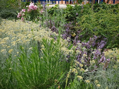 Romero, helicriso y salvia en flor, en un jardín naturalista mediterráneo. EDUARDO BARBA