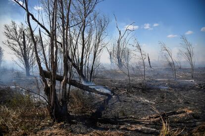 Humedales en el delta del río Paraná arden desde hace varias semanas, en la provincia de Entre Ríos, cerca de las ciudades de Victoria y Rosario, en la limítrofe provincia de Santa Fé.