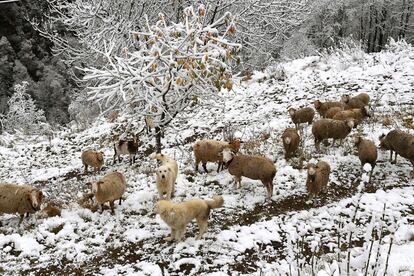 Dos perros protegen un rebaño de ovejas en Celliers, en los Alpes franceses, el 6 de noviembre de 2017.  