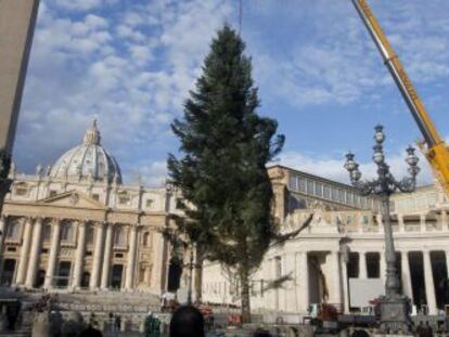 Una gr&uacute;a alza el abeto navide&ntilde;o de 2,25 metros de altura, procedente de la regi&oacute;n de Calabria, cerca del Obelisco en la Plaza de San Pedro del Vaticano.