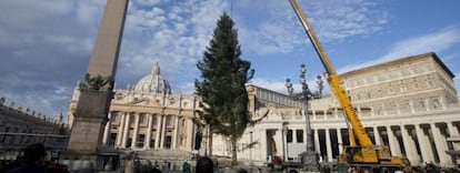 Una gr&uacute;a alza el abeto navide&ntilde;o de 2,25 metros de altura, procedente de la regi&oacute;n de Calabria, cerca del Obelisco en la Plaza de San Pedro del Vaticano.