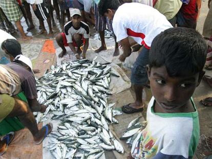 Varios pescadores improvisan un mercado en Hikkaduwa, un pueblo en el sur de Sri Lanka.
