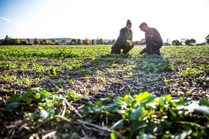 Esta práctica agrícola es una alternativa respetuosa y eficiente con los recursos naturales. En nuestro país, supone el 15% del total de la superficie cultivada, con una producción de de 11,9 millones de toneladas.