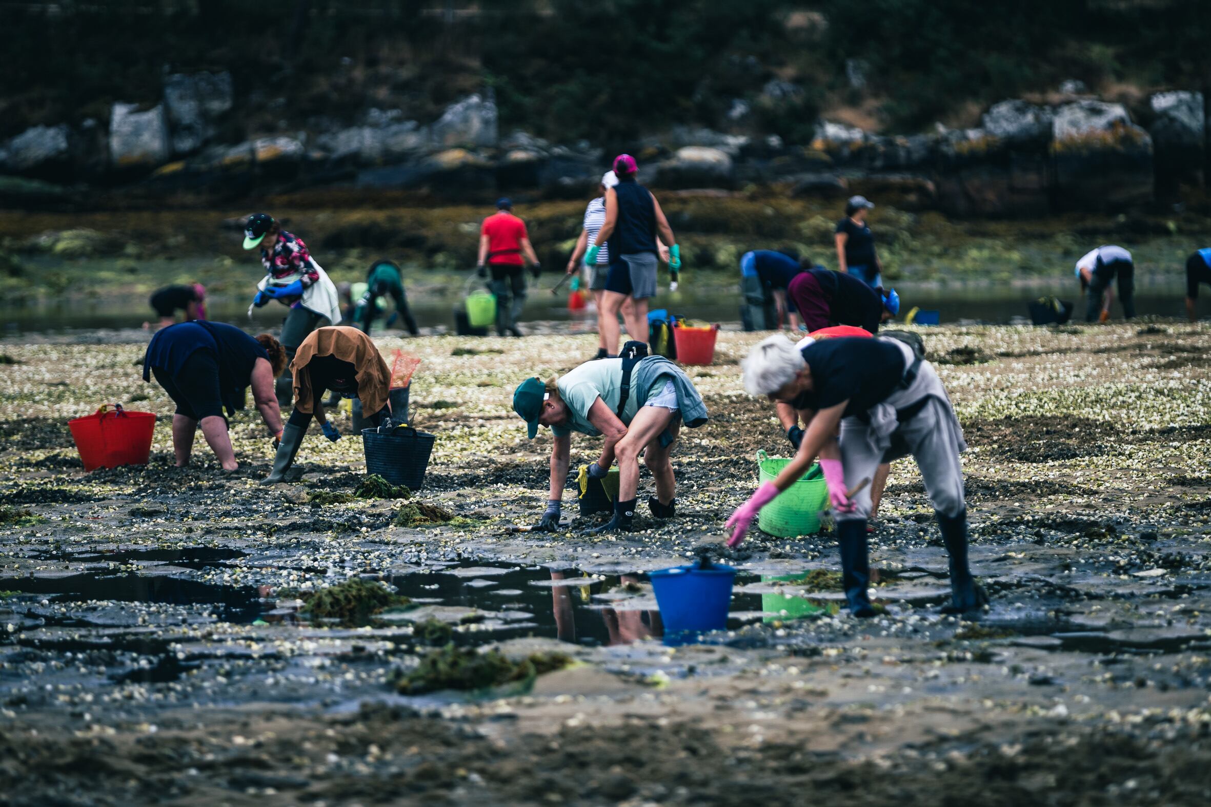 Mariscadoras de la cofradía de Vilanova de Arousa, trabajan en la extracción de almeja y berberecho.