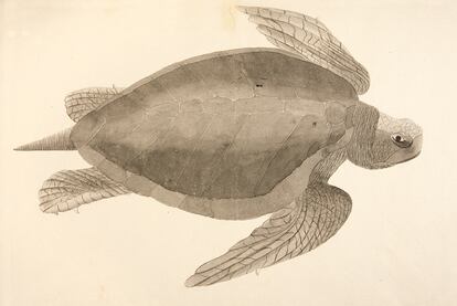 Ejemplar de quelonio capturado en El Realejo, perteneciente a la especie Chelonia mydas, conocida como tortuga verde, ampliamente distribuida por los mares tropicales y subtropicales (Museo Naval / Museo de América)