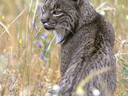 Un lince ibérico en el parque nacional de Doñana.