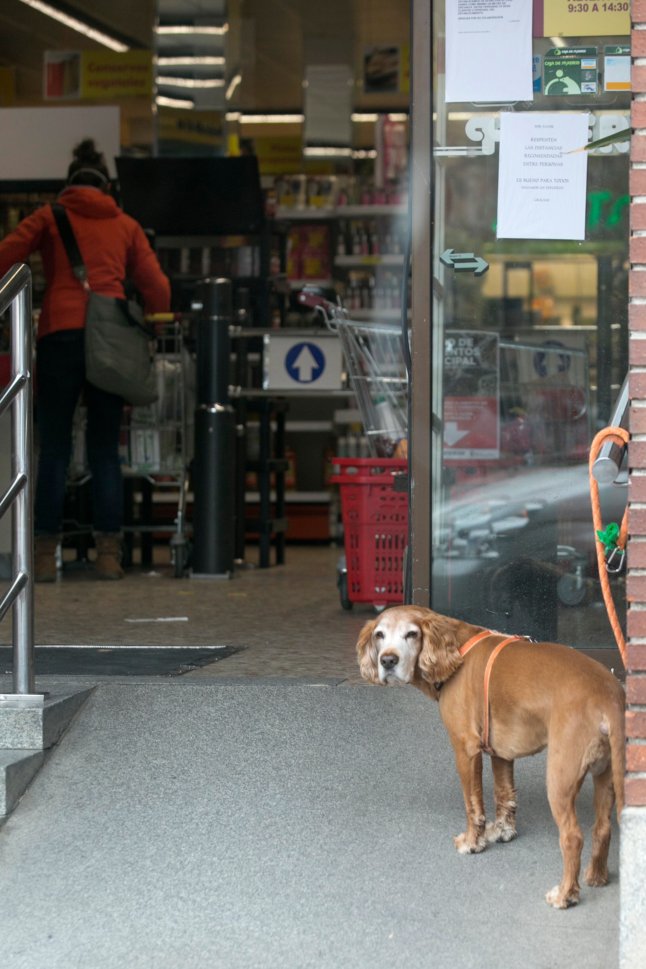 Un perro atado en la puerta de un supermercado en Manzanares el Real (Madrid), en una imagen de archivo. 