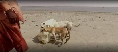 Un pescador alimenta a los canes de la Isla de los Perros, en Pakistán.